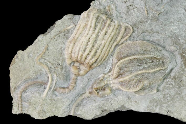 Two Fossil Crinoids (Dichocrinus & Eretmocrinus) - Gilmore City, Iowa #148685